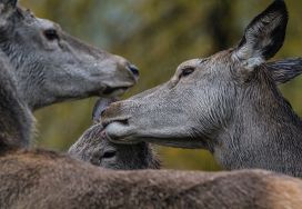Parco cervi in Alta Badia