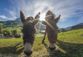 Gli asini del nostro parco animali